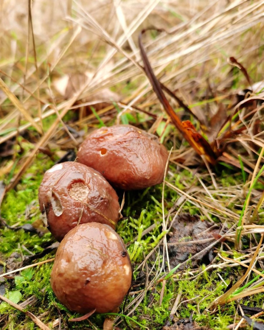 Лесные грибы маслята