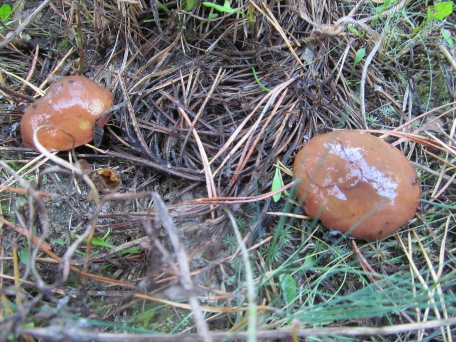 Маслята переростки