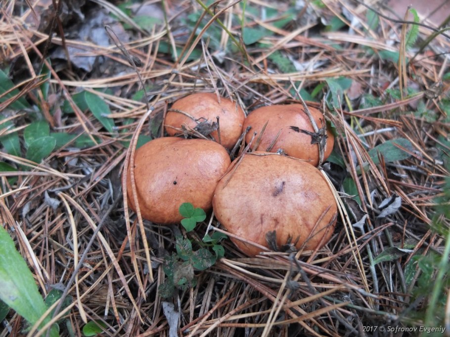Грибы маслята маленькие