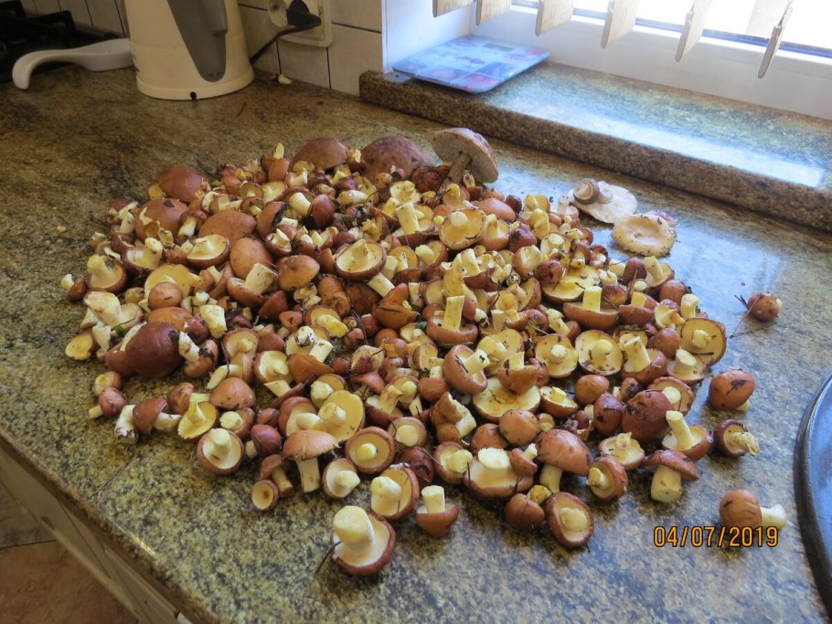 Фото мелких маслят