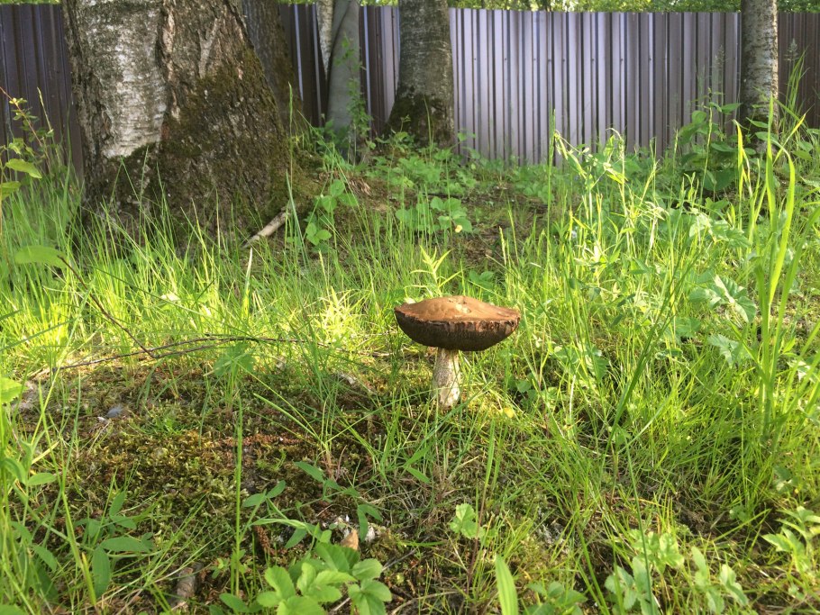 Грибы на дачном участке