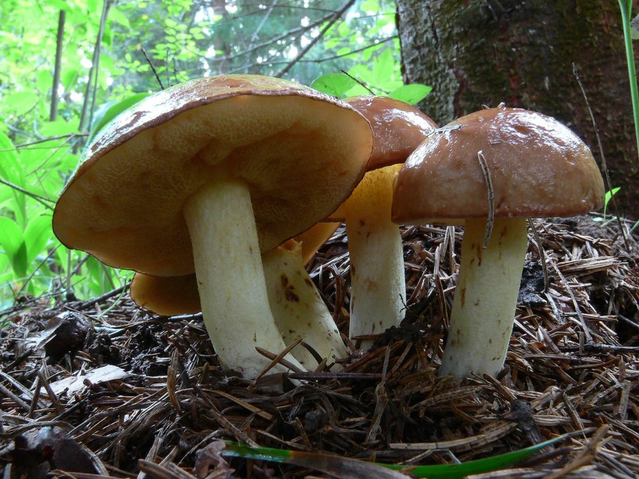 Suillus fluryi