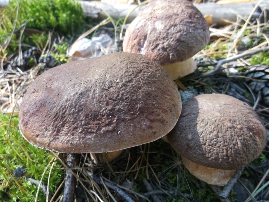 Семейка белых грибов