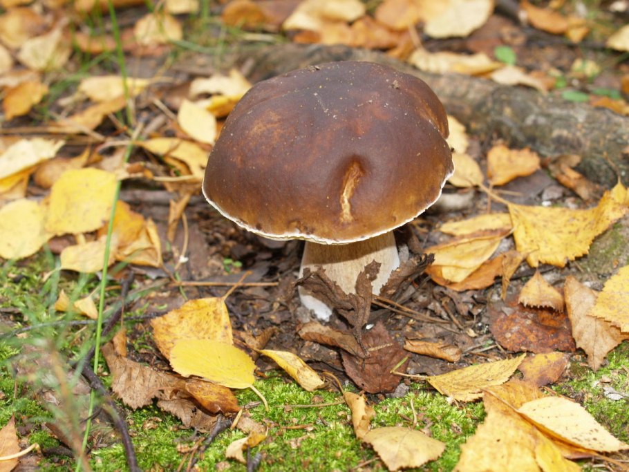 Мицелий грибов подберезовик