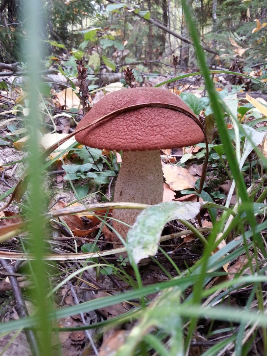 Гриб вырос на другом грибе