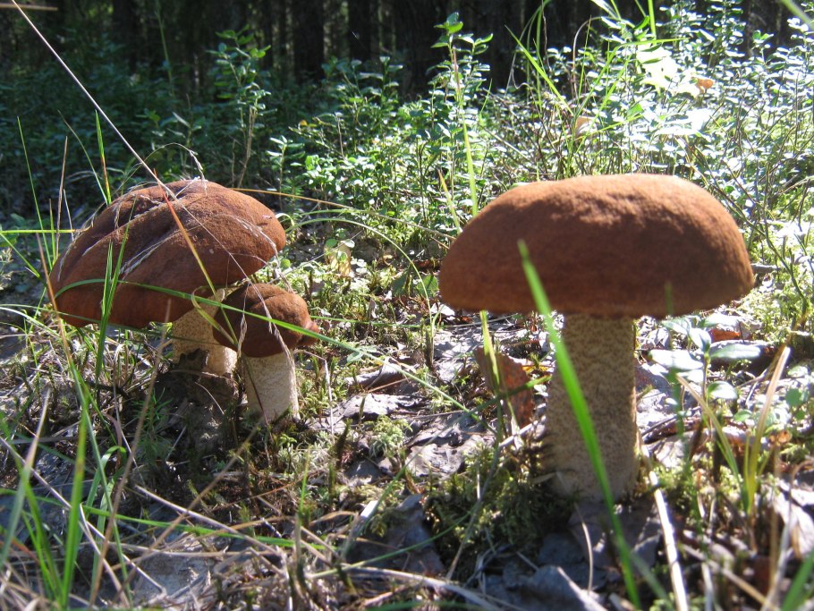 Мицелий белого гриба