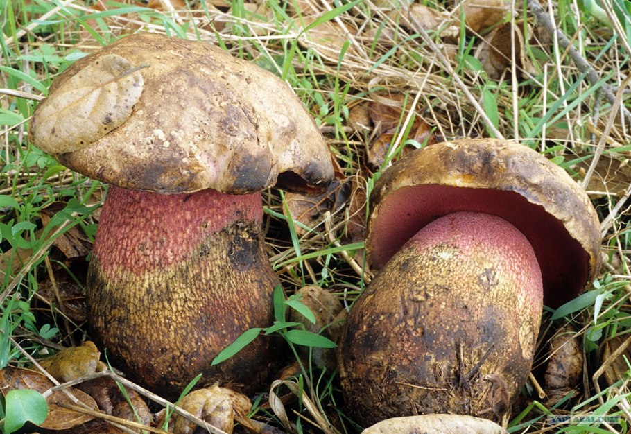 Боровик девичий (Boletus appendiculatus)