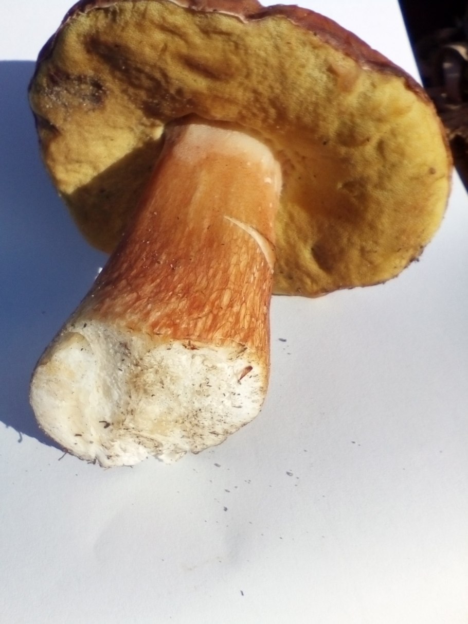 Дубовик гриб срез