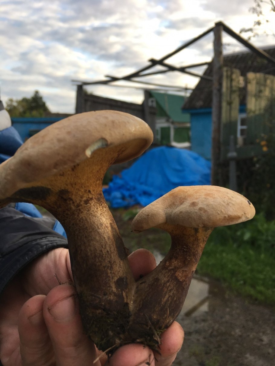 Гриб моховик лиственничный