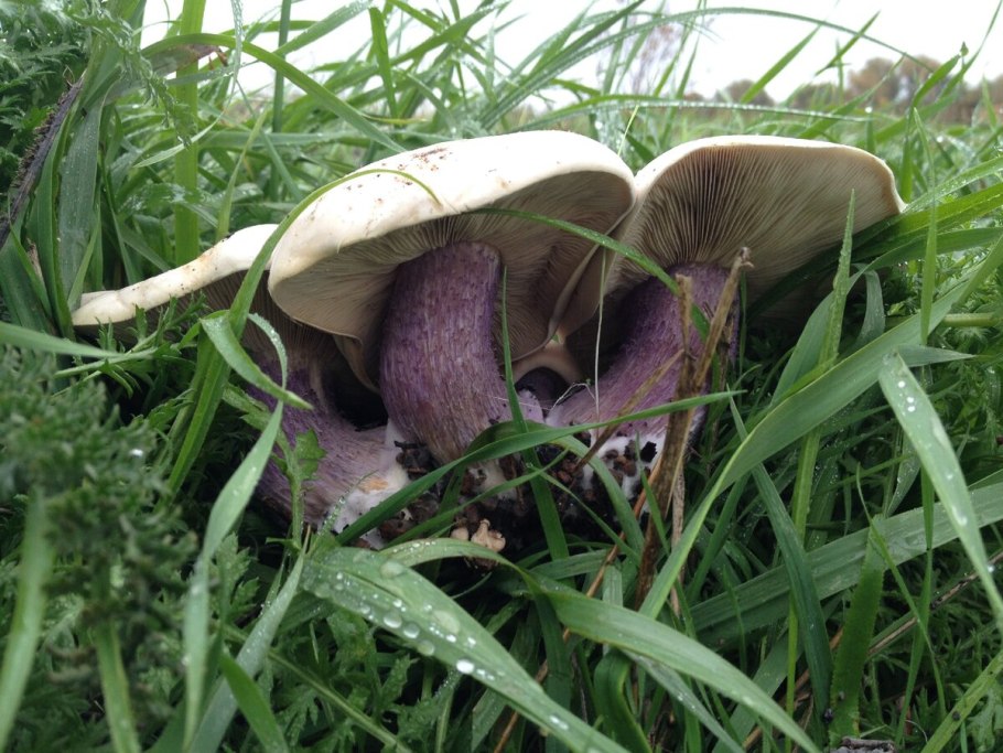 Осенние грибы подотавники