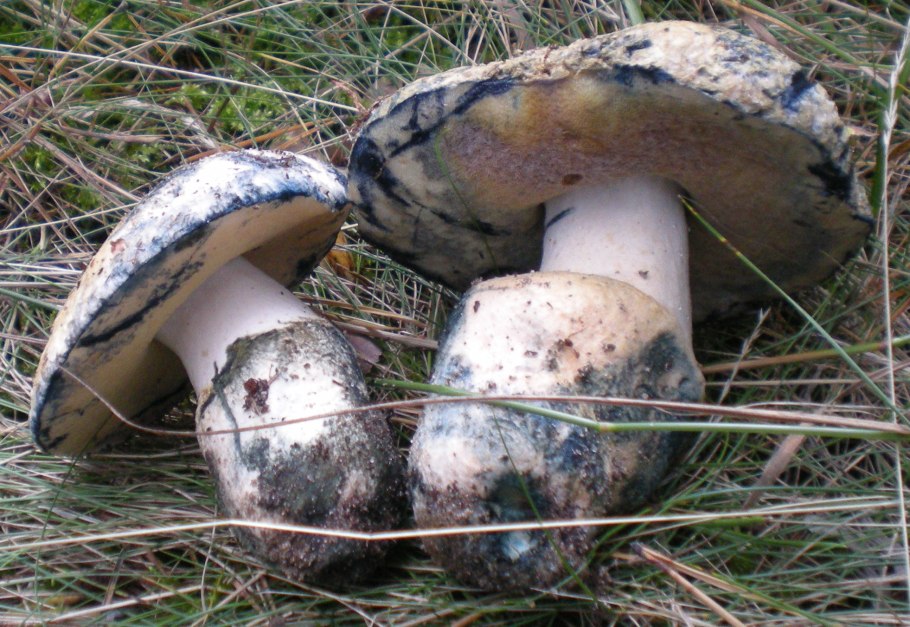 Гиропорус синеющий (Gyroporus cyanescens)