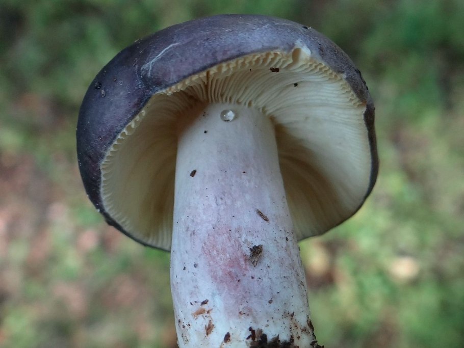 Сыроежка волнистая Russula bresadolae