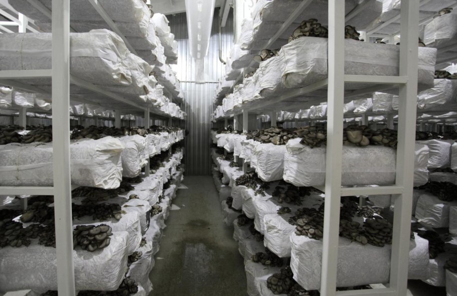 Грибная ферма шампиньоны