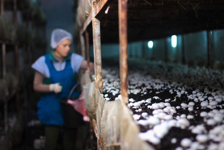 Помещение для грибов