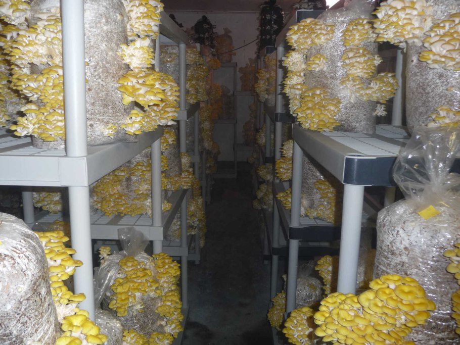 Грибы вешенка в теплице