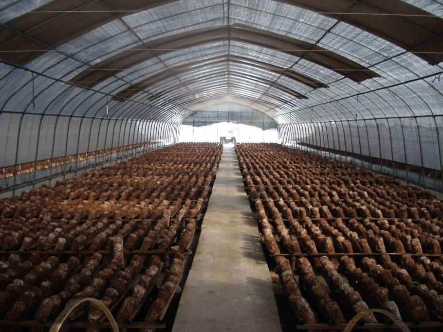 Теплица для грибов