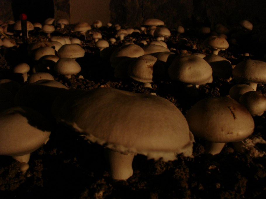 Тепличные грибы названия