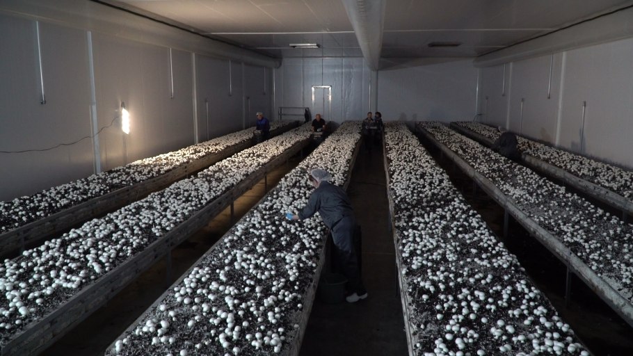 Искусственно выращенные грибы