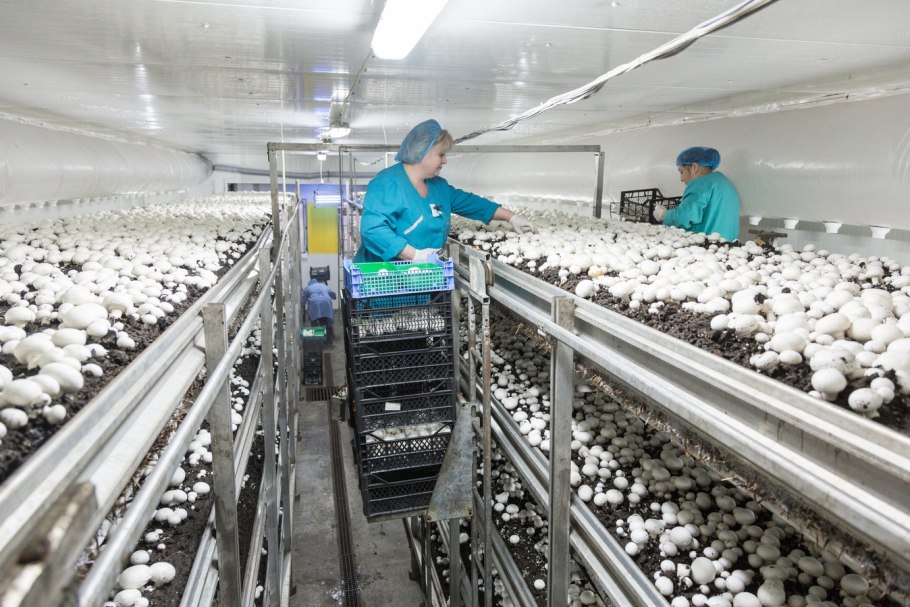 Торговый дом Богородские овощи Электросталь