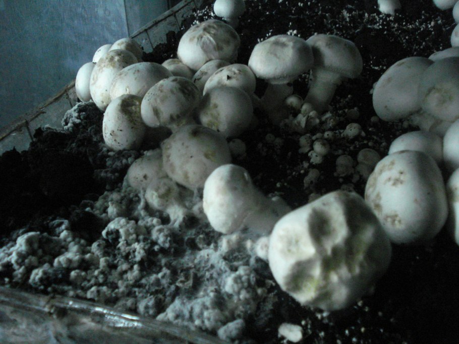 Культивирование шампиньонов