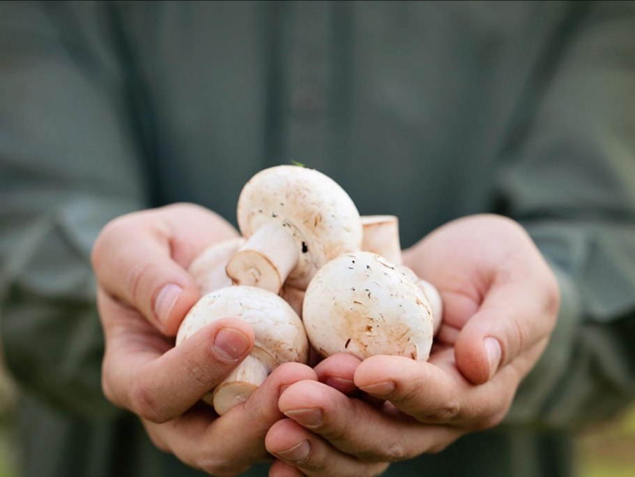 Грибная Радуга Курск