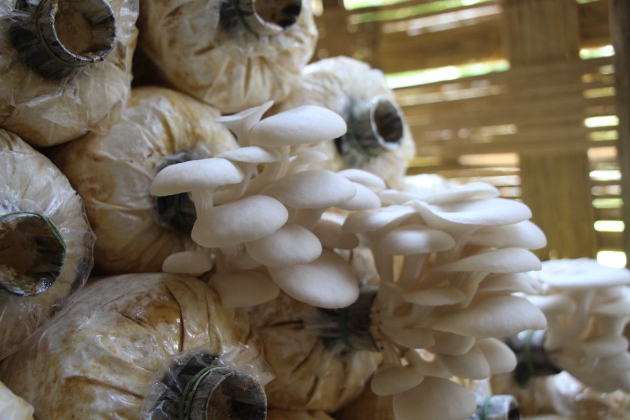 Сбор грибов шампиньонов на производстве