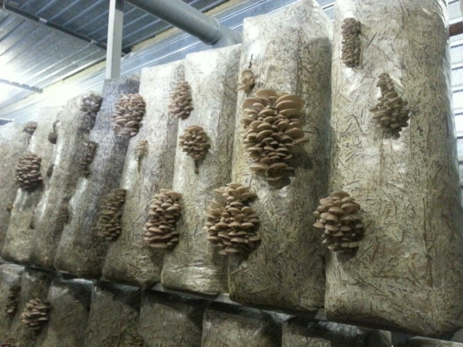 Грибница шампиньонов