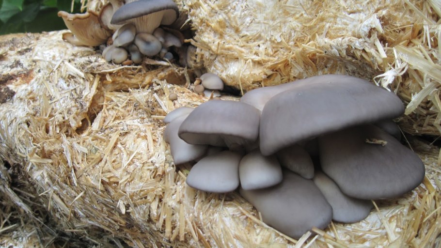 Грибы вешенки в теплице