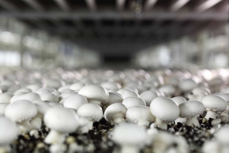 Грибоводство технологии