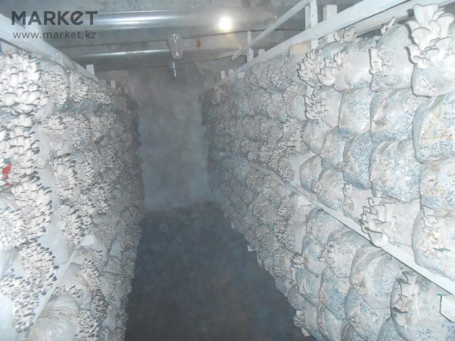 Теплица для вешенок