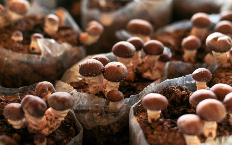 Сбор шампиньонов на производстве