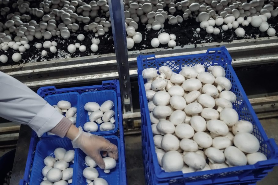 Шампиньоны в мешках