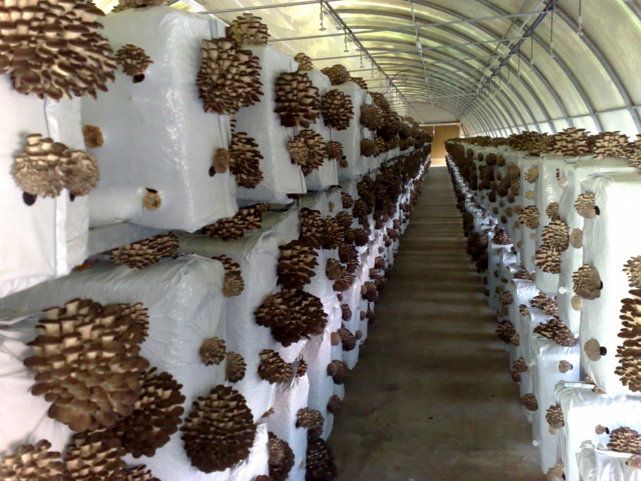 Вешенки на фабрике