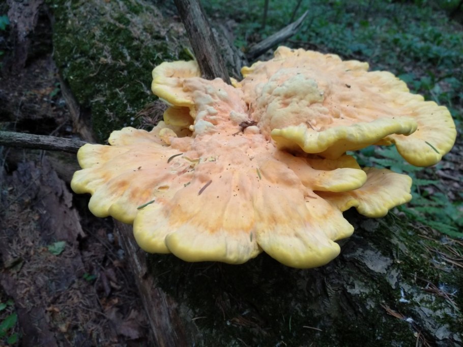 Пикнопорус киноварно-красный Pycnoporus cinnabarinus .