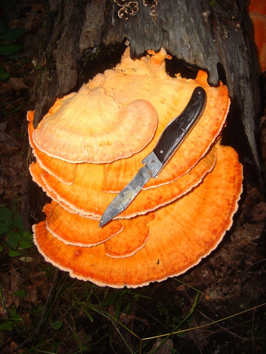 Трутовик серно-желтый Laetiporus sulphureus