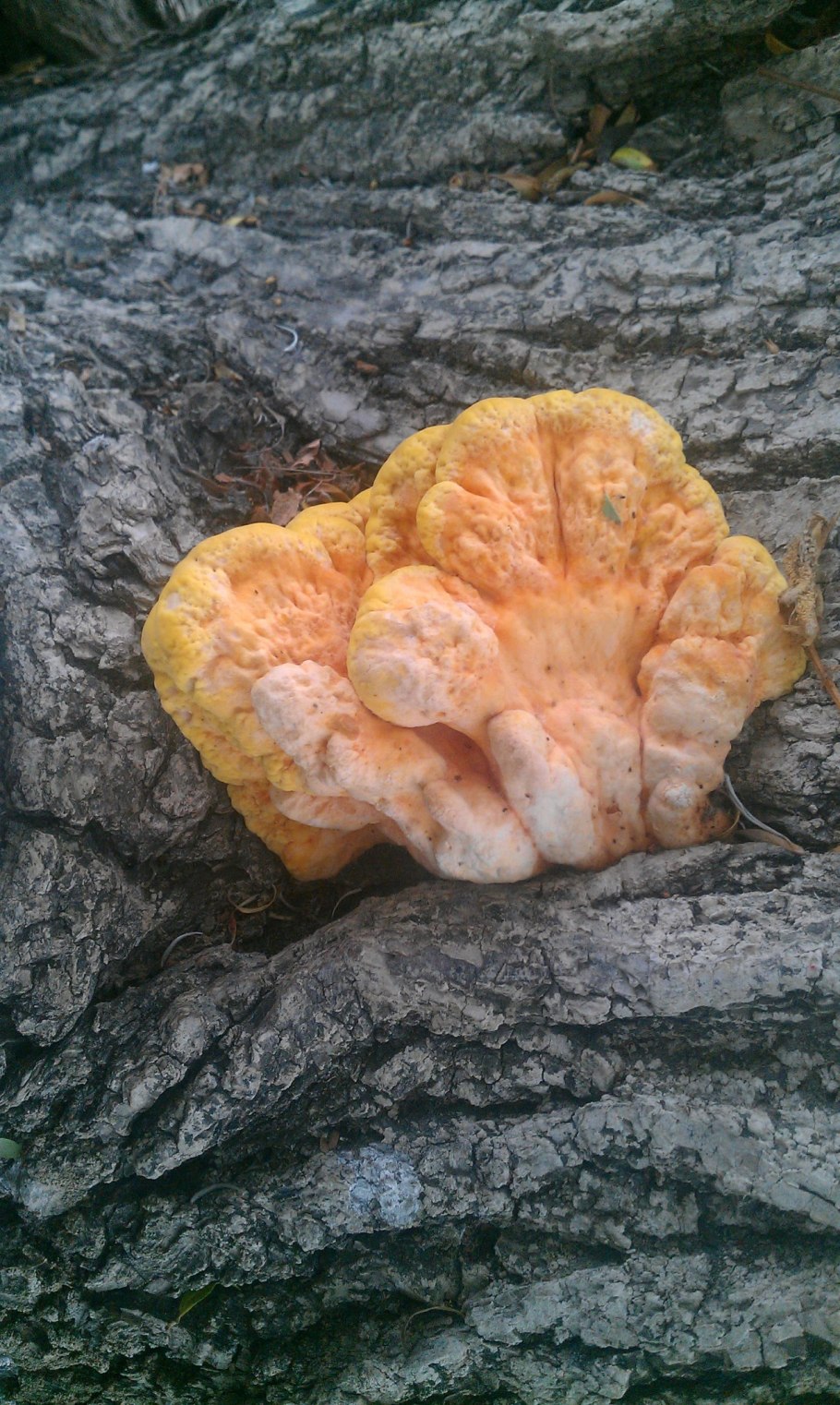 Pycnoporus cinnabarinus