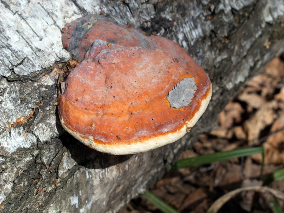 Древесный гриб трутовик