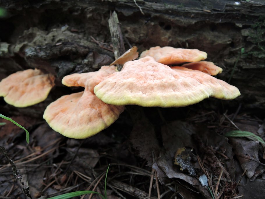 Оранжевый гриб на дереве