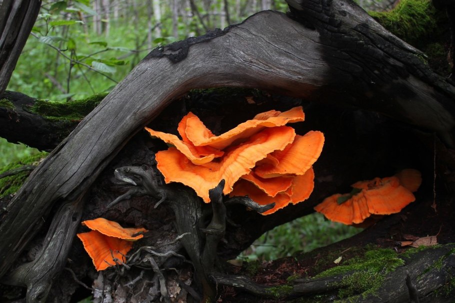 Трутовик сернисто жёлтый