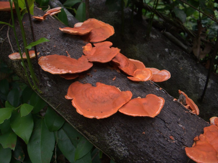 Трутовик сернисто жёлтый