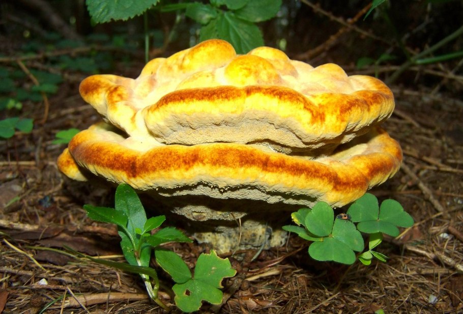 Трутовик на яблоне