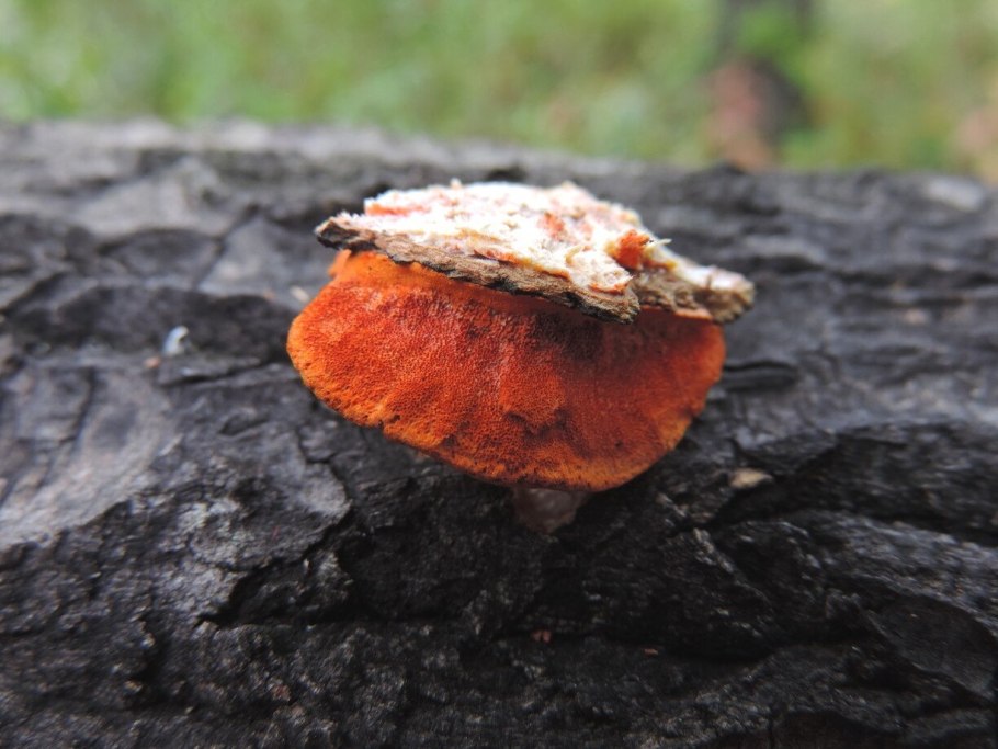 Трутовик киноварно-красный