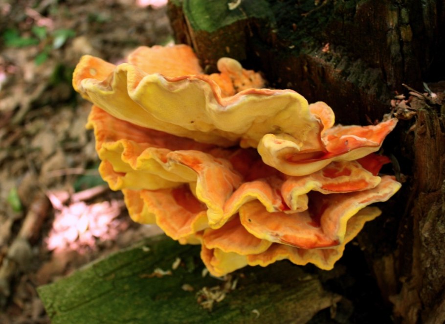 Laetiporus sulphureus