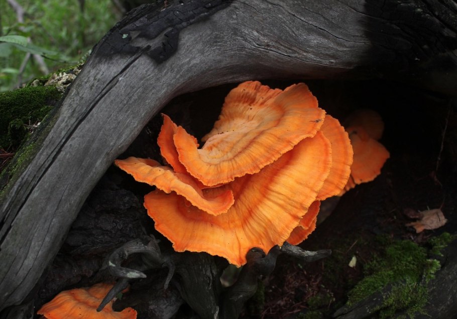 Гриб Laetiporus sulphureus