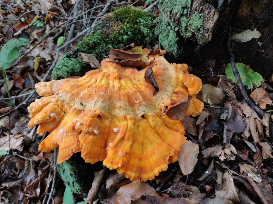 Трутовик киноварно-красный