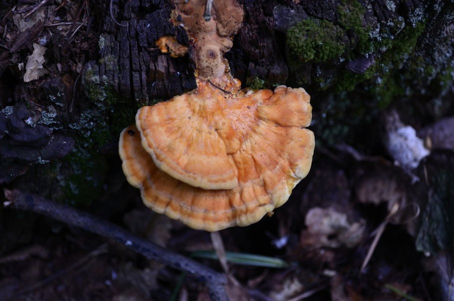 Трутовик весенний