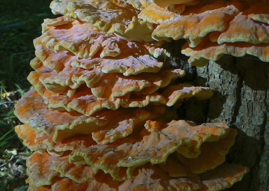 Трутовик гребенчатый