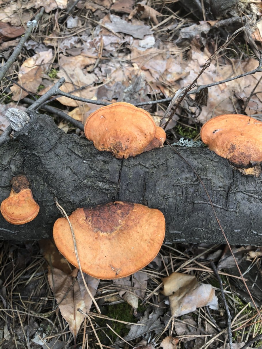 Трутовик съедобный серо желтый