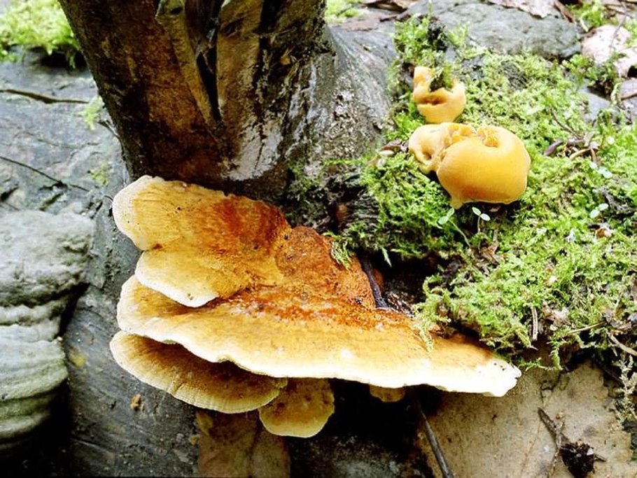 Трутовик гребенчатый