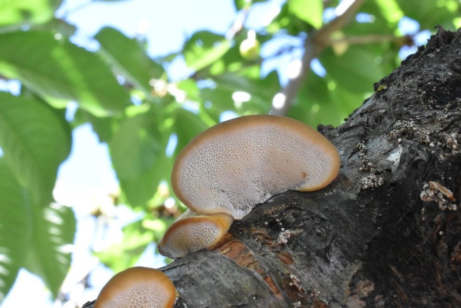 Polyporus officinalis